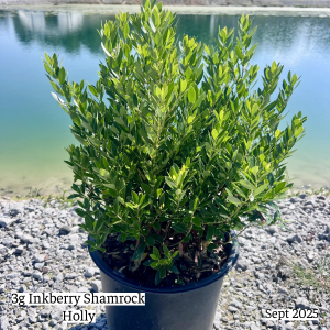 September 2025 3g Inkberry Shamrock Holly Single Website